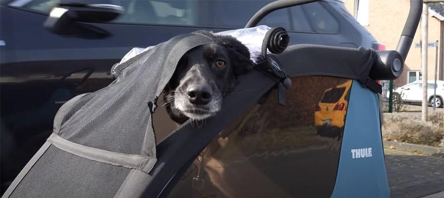 Ein Hund sitzt im Thule Courier Bike-Anhänger