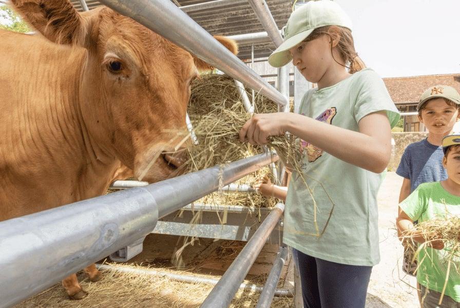 Kinder füttern Kuh mit Heu auf einem Bauernhof in Dietikon