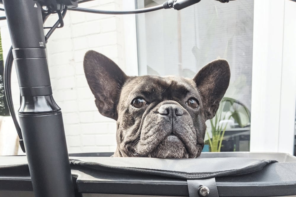 Französische Bulldogge schaut aus einem Lastenfahrrad heraus