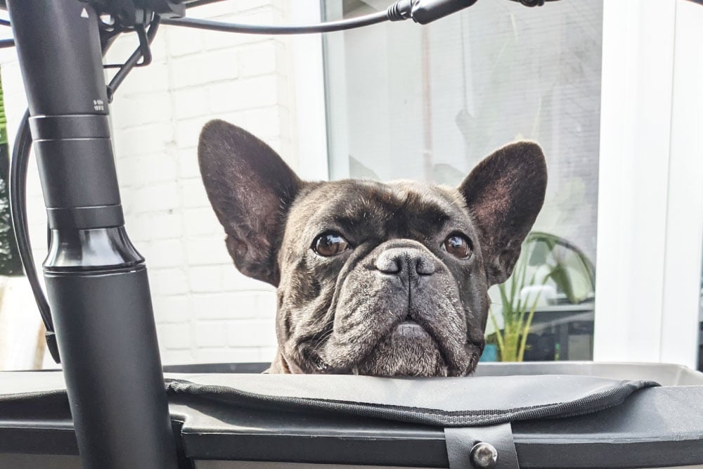 Französische Bulldogge schaut aus einer Box heraus